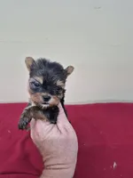 Cindi, a female Yorkshire Terrier for sale in Statesboro, GA – 1 of 3