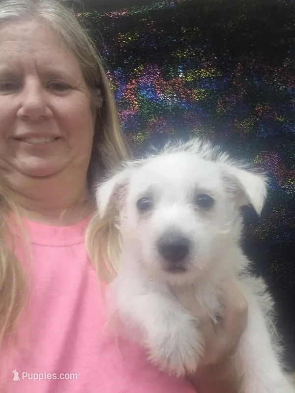 Larry – West Highland White Terrier puppy for sale in Statesboro, GA