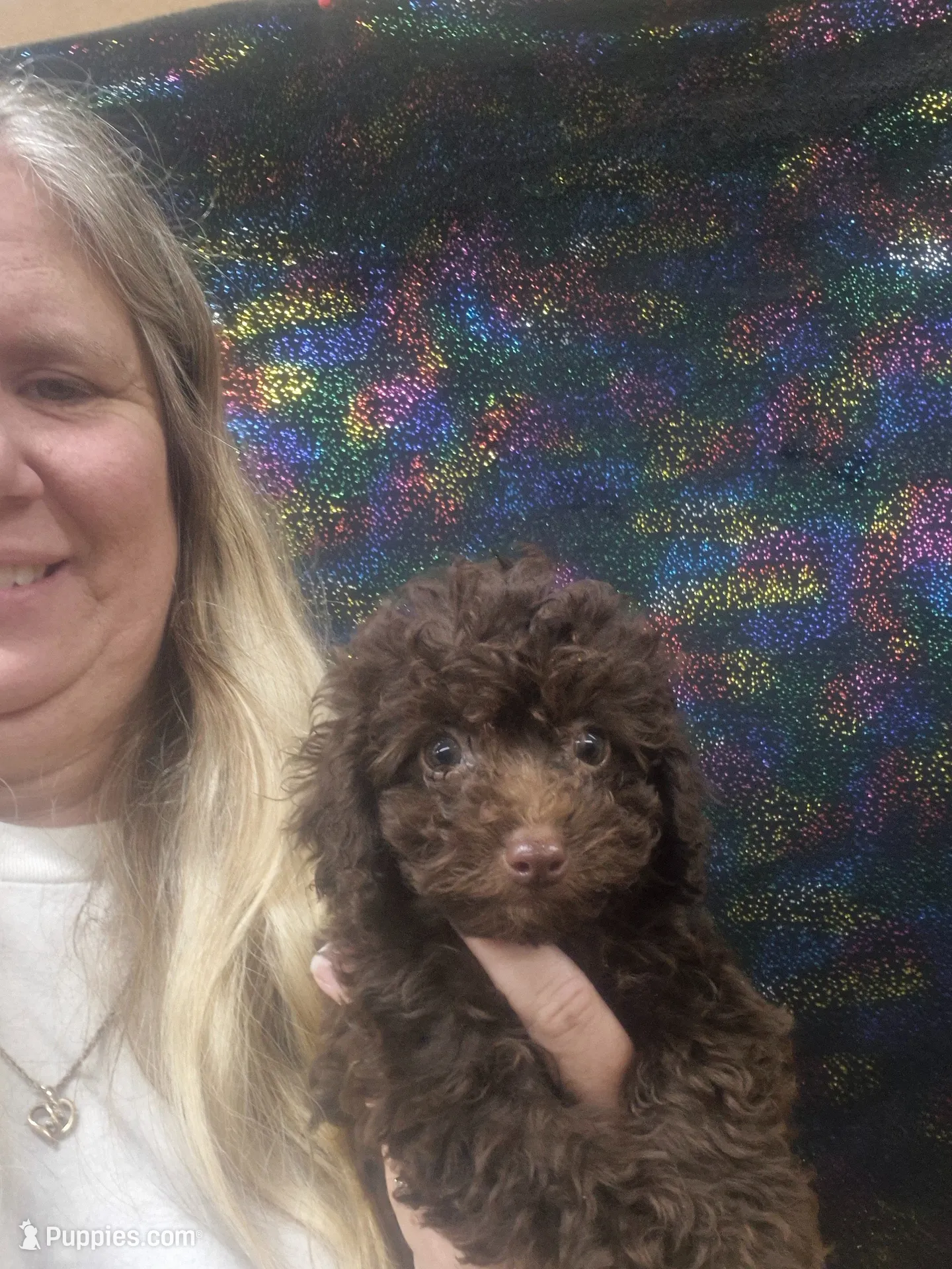 Darby, a female Poodle - Toy  for sale in Statesboro, GA – 1 of 1