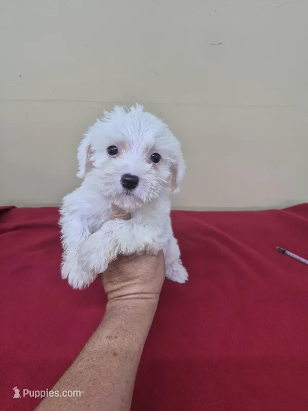 Bobby – Bichon Frise, Miniature Schnauzer puppy for sale in Statesboro, GA