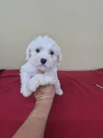 Bobby, a male Bichon Frise and Miniature Schnauzer for sale in Statesboro, GA – 1 of 2