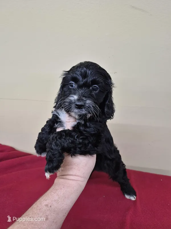 Jacob, a female Cockapoo for sale in Statesboro, GA – Photo 1 of 2