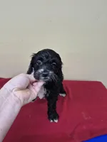 Jacob, a female Cockapoo for sale in Statesboro, GA – Photo 2 of 2