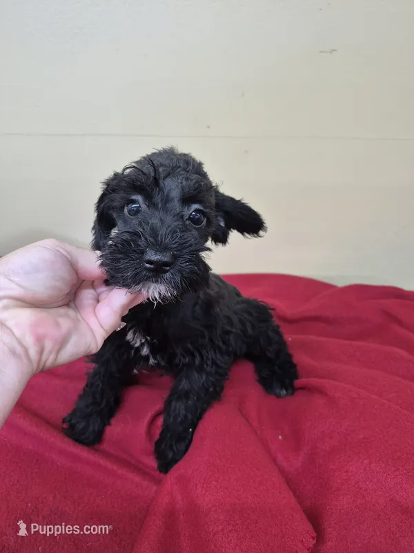 Axel – Schnoodle puppy for sale in Statesboro, GA