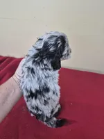 Theo, a male Cockapoo for sale in Statesboro, GA – Photo 2 of 2