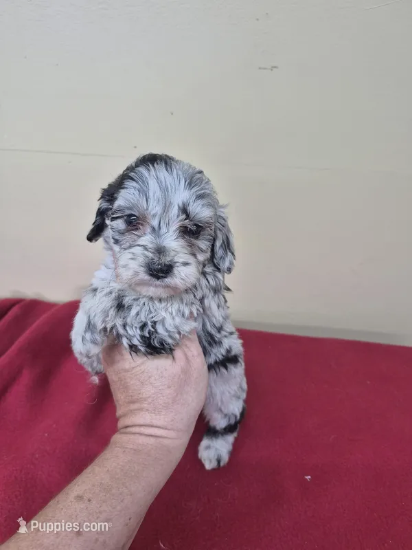 Theo – Cockapoo puppy for sale in Statesboro, GA