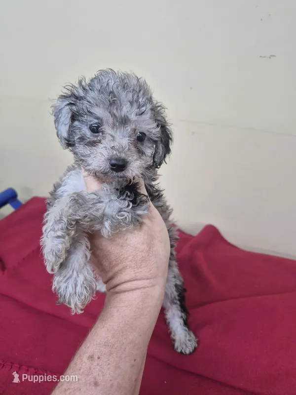 Barbie – Poodle - Miniature  puppy for sale in Statesboro, GA