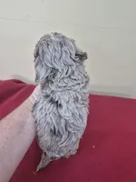 Jessie, a male Cockapoo for sale in Statesboro, GA – Photo 2 of 2