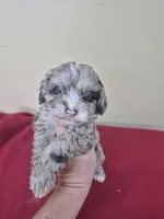 Jessie, a male Cockapoo for sale in Statesboro, GA – Photo 1 of 2
