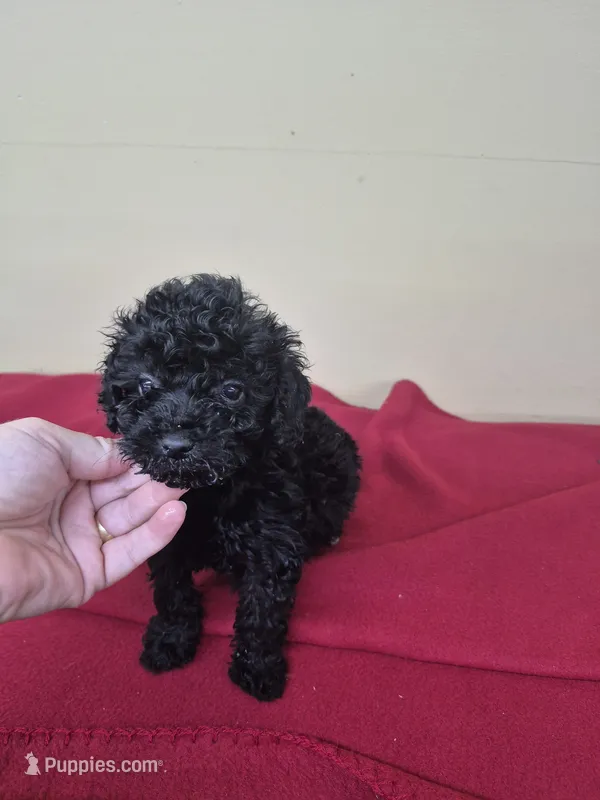 Nicole – Poodle - Miniature  puppy for sale in Statesboro, GA