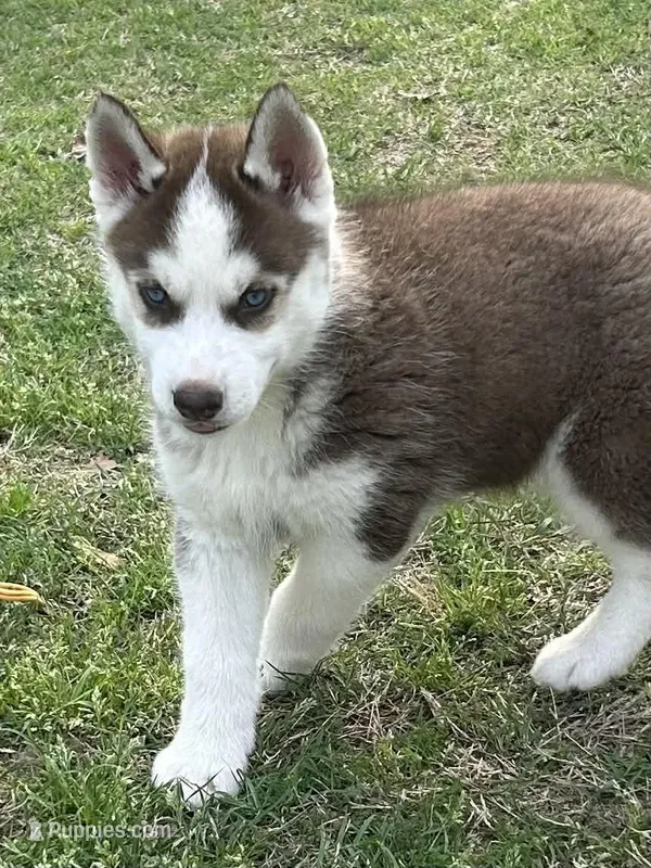 Lee, a male Siberian Husky for sale in Statesboro, GA – Photo 1 of 2