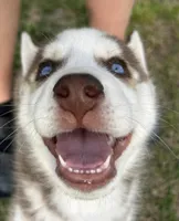 Lee, a male Siberian Husky for sale in Statesboro, GA – Photo 2 of 2