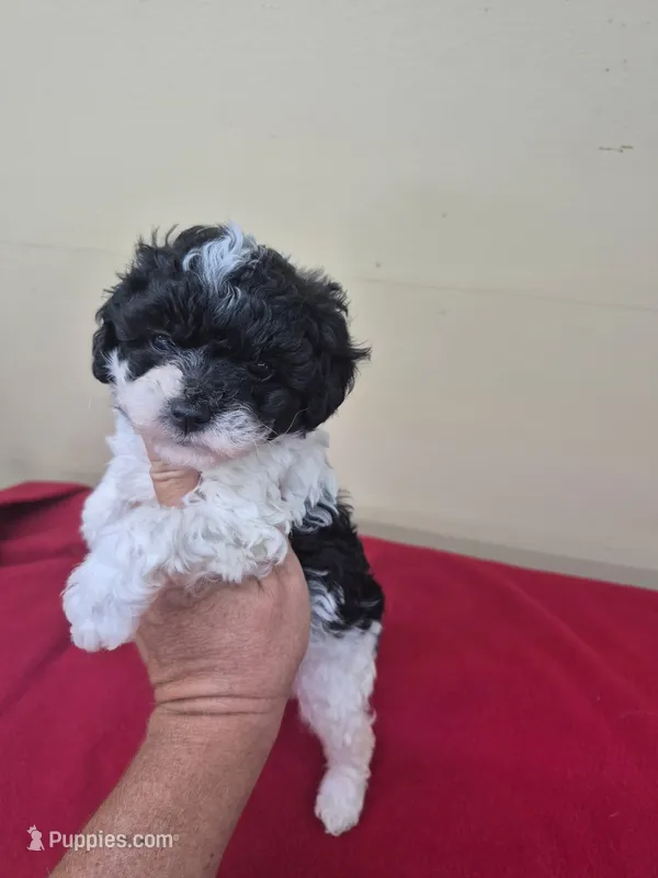 Dolly – Poodle - Toy  puppy for sale in Statesboro, GA