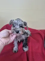 Allie, a female Schnoodle for sale in Statesboro, GA – 4 of 5