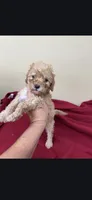Debbie, a female Cockapoo for sale in Statesboro, GA – 1 of 2