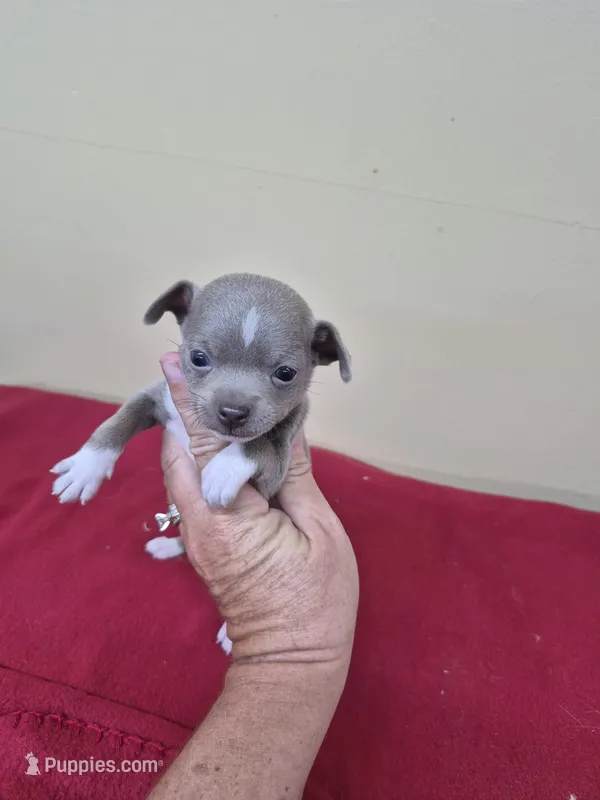 Tiny girl – Chihuahua puppy for sale in Statesboro, GA
