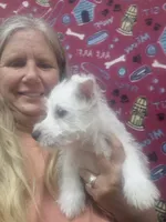 Larry, a male West Highland White Terrier for sale in Statesboro, GA – 5 of 5