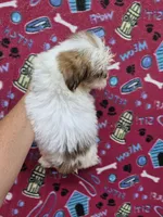 Jack, a male Shih Tzu for sale in Statesboro, GA – 2 of 2