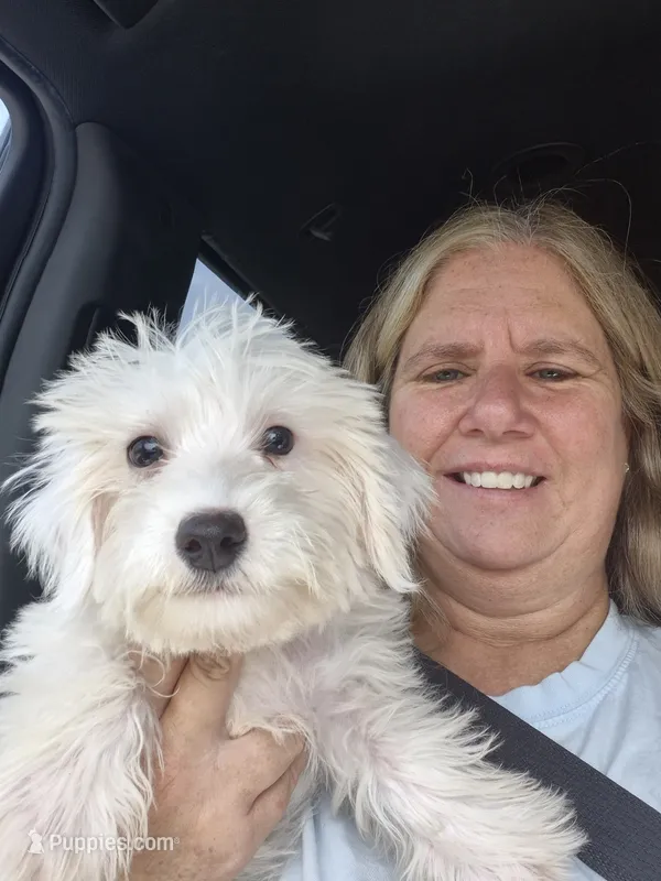 Bob – Bichon Frise, Miniature Schnauzer puppy for sale in Statesboro, GA