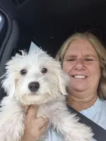 Bob, a male Bichon Frise and Miniature Schnauzer for sale in Statesboro, GA – 1 of 1