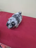 Lakelyn, a female Pomeranian for sale in Statesboro, GA – Photo 2 of 2