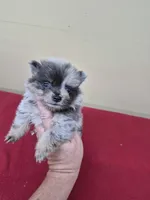 Lakelyn, a female Pomeranian for sale in Statesboro, GA – Photo 1 of 2