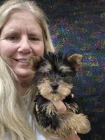 Chuck, a male Miniature Schnauzer and Yorkshire Terrier for sale in Statesboro, GA – 2 of 2