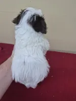 Barry, a male Schnoodle for sale in Statesboro, GA – Photo 2 of 2