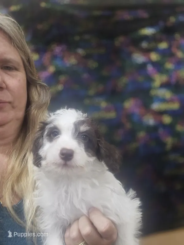 Barry – Schnoodle puppy for sale in Statesboro, GA