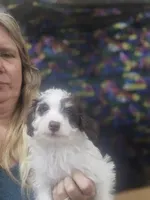 Barry, a male Schnoodle for sale in Statesboro, GA – Photo 1 of 3