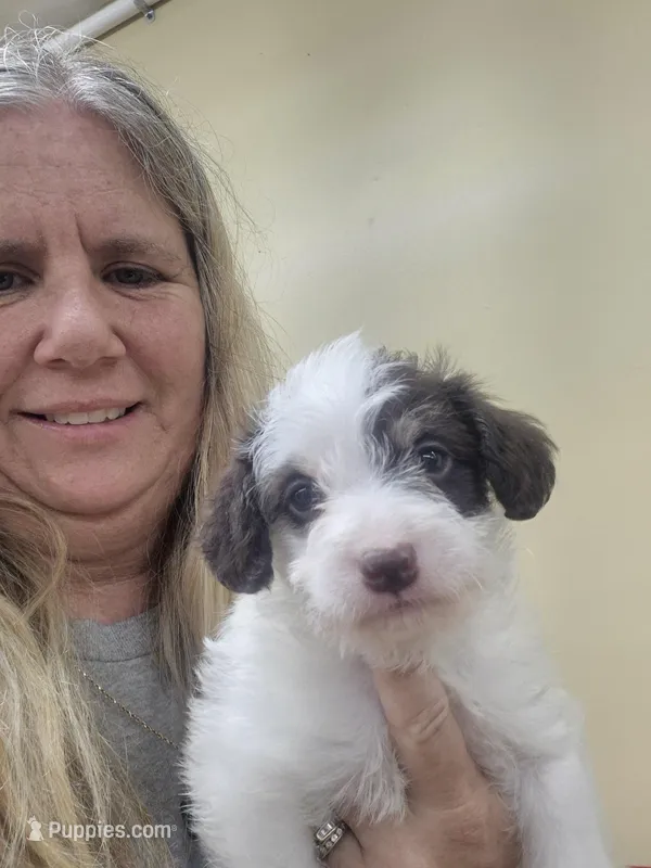 Barry – Schnoodle puppy for sale in Statesboro, GA