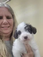 Barry, a male Schnoodle for sale in Statesboro, GA – Photo 1 of 2