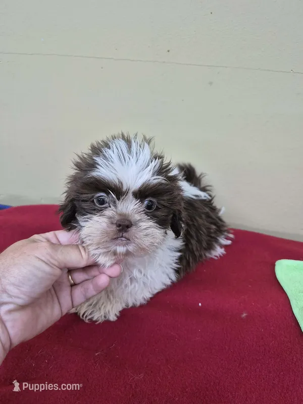 Trey – Shih Tzu puppy for sale in Statesboro, GA