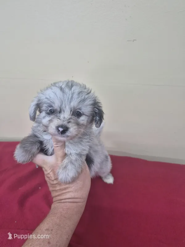 Carrie – Pomapoo, Cocker Spaniel puppy for sale in Statesboro, GA