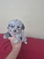 Carrie, a female Pomapoo and Cocker Spaniel for sale in Statesboro, GA – 1 of 2