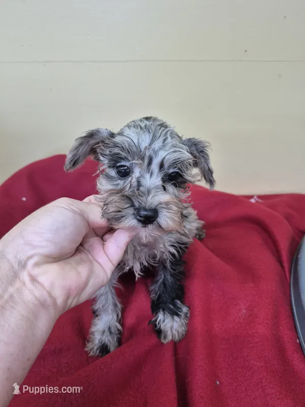Allie – Schnoodle puppy for sale in Statesboro, GA