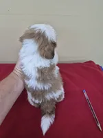 Harley, a male Shih Tzu for sale in Statesboro, GA – 2 of 2