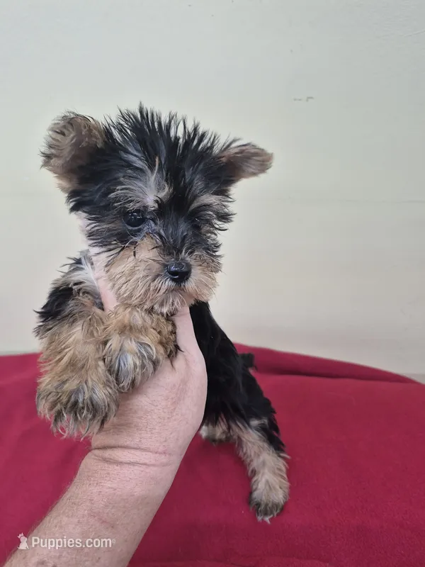Chuck – Miniature Schnauzer, Yorkshire Terrier puppy for sale in Statesboro, GA