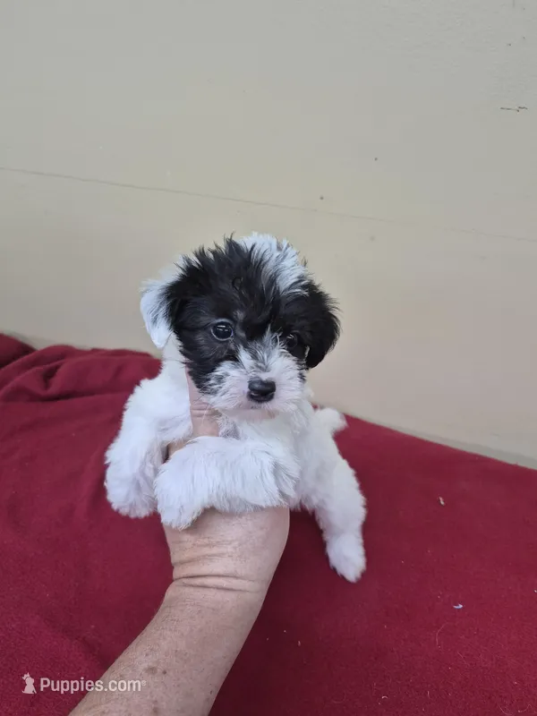 Betty – Schnoodle puppy for sale in Statesboro, GA
