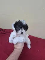 Betty, a female Schnoodle for sale in Statesboro, GA – Photo 1 of 2