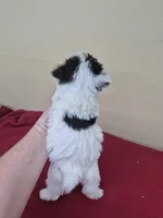 Betty, a female Schnoodle for sale in Statesboro, GA – Photo 2 of 2