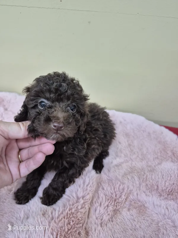 Java – Poodle - Toy  puppy for sale in Statesboro, GA