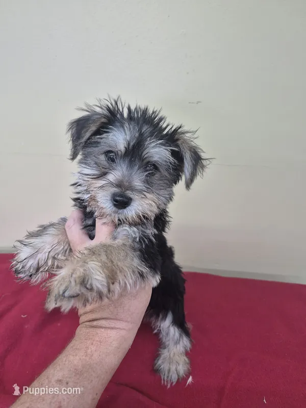 Shelly – Miniature Schnauzer, Yorkshire Terrier puppy for sale in Statesboro, GA