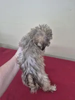 Charles, a male Shihpoo for sale in Statesboro, GA – Photo 2 of 2