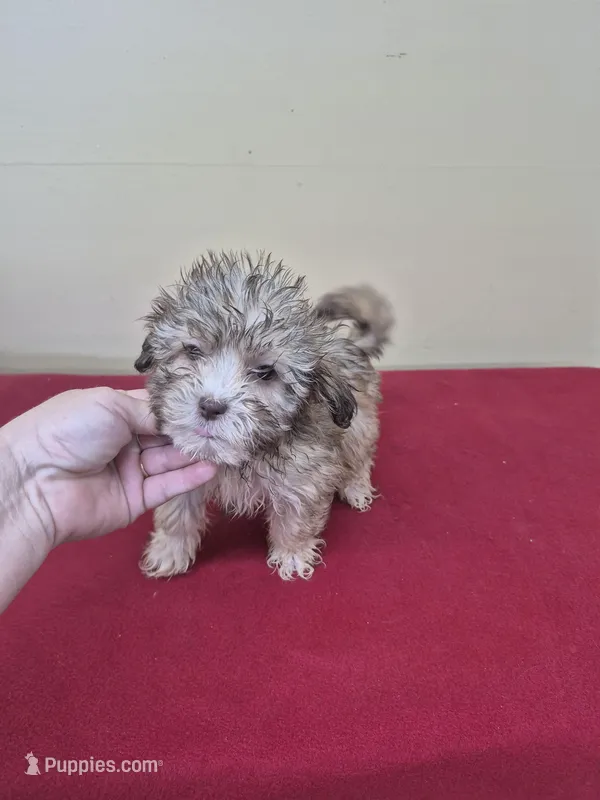 Charles – Shihpoo puppy for sale in Statesboro, GA