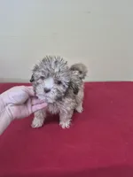 Charles, a male Shihpoo for sale in Statesboro, GA – Photo 1 of 2