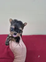 Cindi, a female Yorkshire Terrier for sale in Statesboro, GA – 3 of 3
