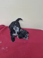 Max, a male Cockapoo for sale in Statesboro, GA – Photo 3 of 3