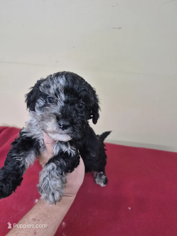 Max – Cockapoo puppy for sale in Statesboro, GA