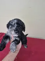 Max, a male Cockapoo for sale in Statesboro, GA – Photo 1 of 3